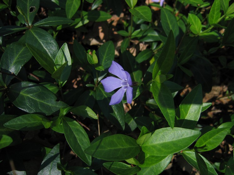 Vinca minor